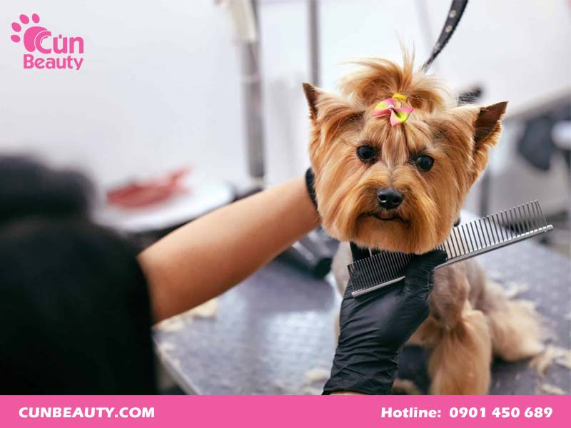 Dịch vụ grooming cắt tỉa lông cho chó chuyên nghiệp tại Cún Beauty