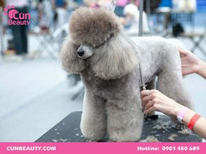 Cách cạo lông cho chó poodle
