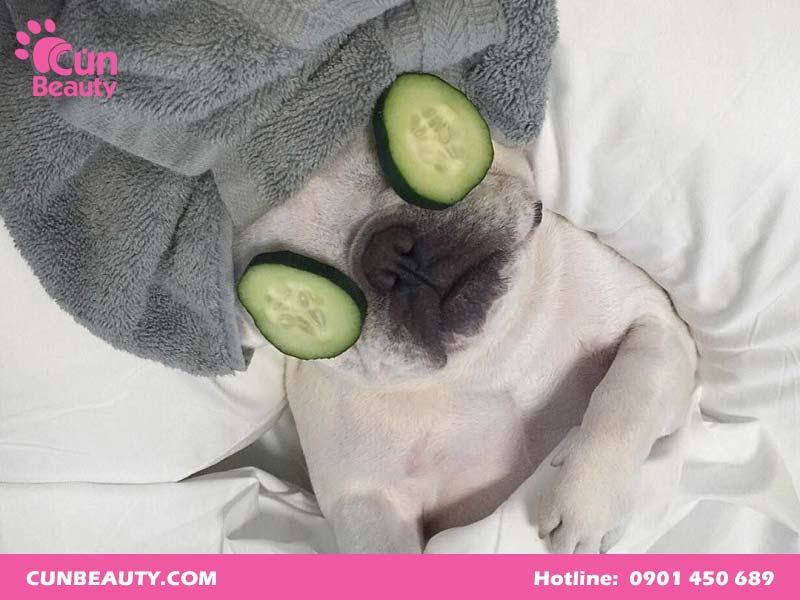 Spa chó mèo giá rẻ TPHCM
