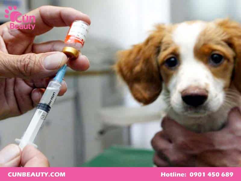 Giá tiêm vacxin 7 bệnh cho chó