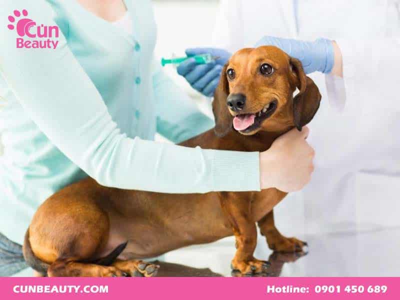 Giá tiêm vacxin 7 bệnh cho chó