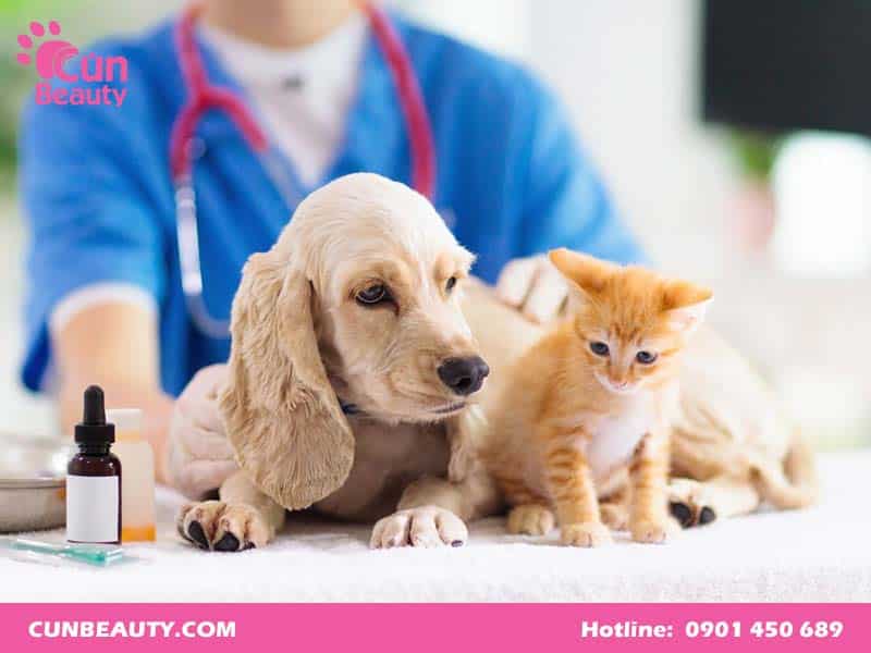 Tiêm ngừa vắc-xin chó mèo