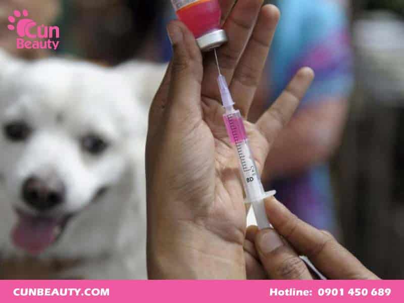 Vắc xin 7 bệnh cho chó của Mỹ