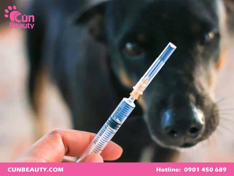 Vắc xin 7 bệnh cho chó của Mỹ