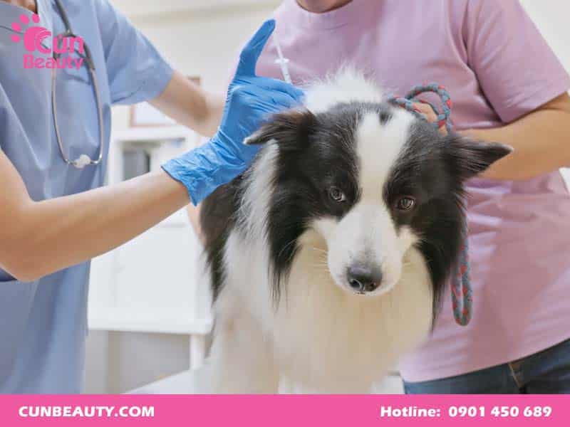 Vacxin 7 bệnh cho chó gồm những bệnh gì?