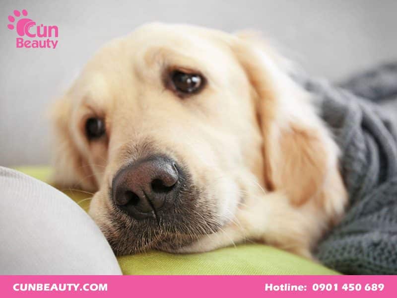 Chó bị phình bụng là bệnh gì?