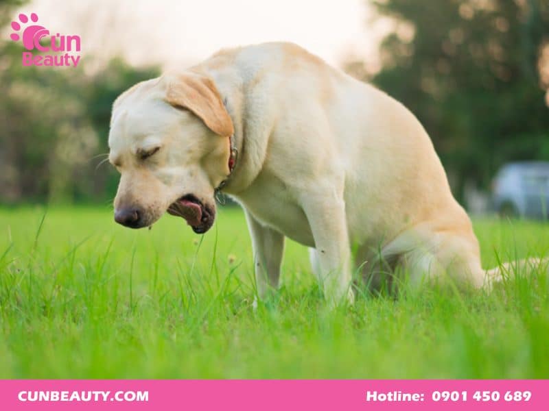 Chó bị phình bụng là bệnh gì?