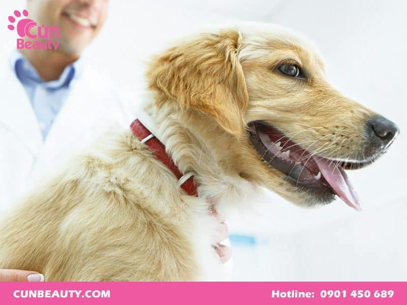 Lịch tiêm phòng vacxin cho chó