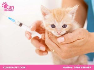 Vacxin 4 bệnh cho mèo gồm bệnh gì