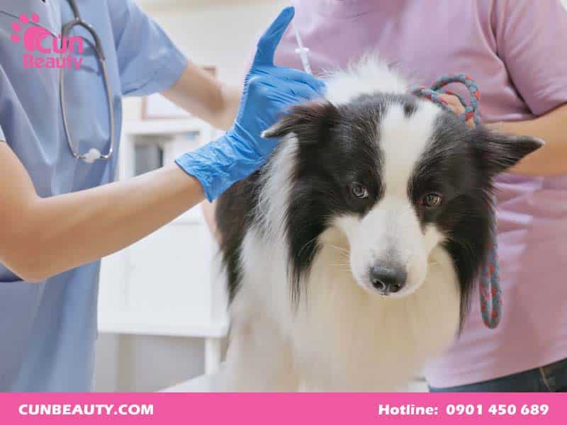 Vacxin 5 bệnh cho chó của Mỹ