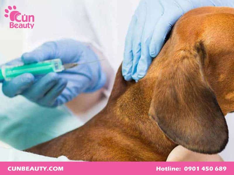 Vacxin 5 bệnh cho chó của Mỹ