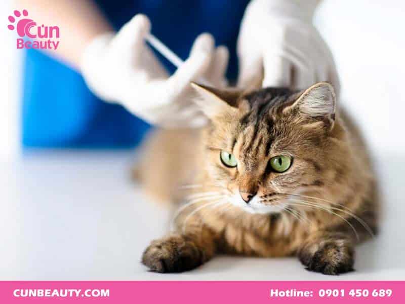 Vacxin 5 bệnh cho mèo