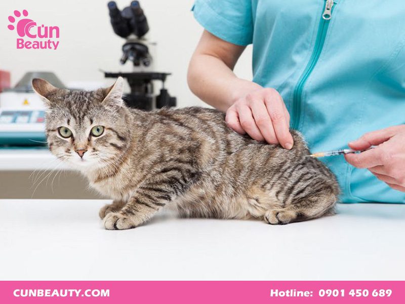 vacxin 7 bệnh cho mèo giá bao nhiêu?