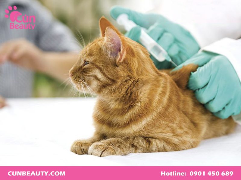 Vacxin 7 bệnh cho mèo giá bao nhiêu?
