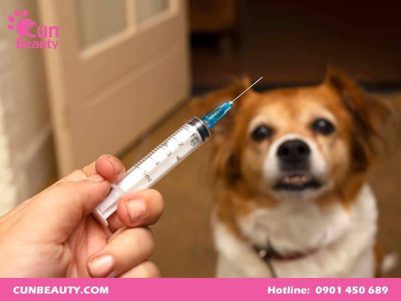 Thuốc tiêm phòng dại cho chó