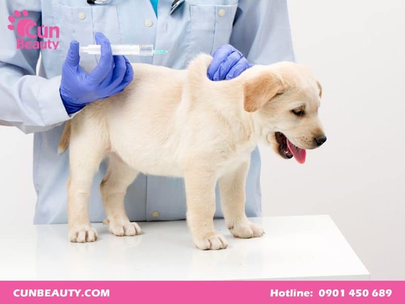 Vaccine dại cho chó