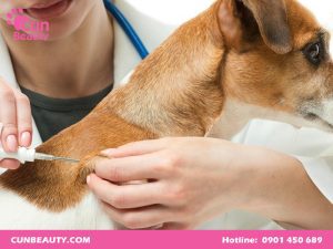 Vaccine dại cho chó