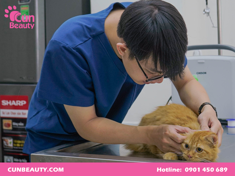 Chuyên cung cấp các dịch vụ chăm sóc chuyên sâu cho chó mèo