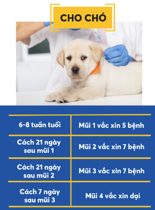 lịch tiêm vắc xin 7 bệnh cho chó