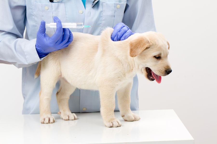 tiêm vắc xin dại cho chó